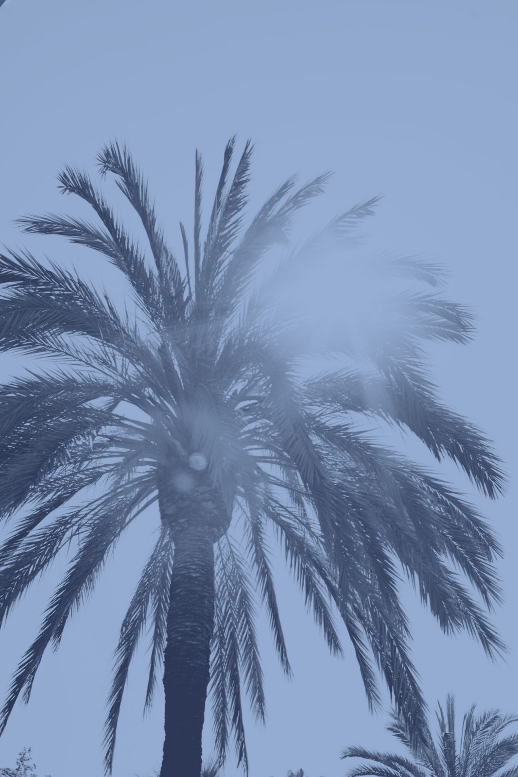 A palm tree against a bright sun, seen from below